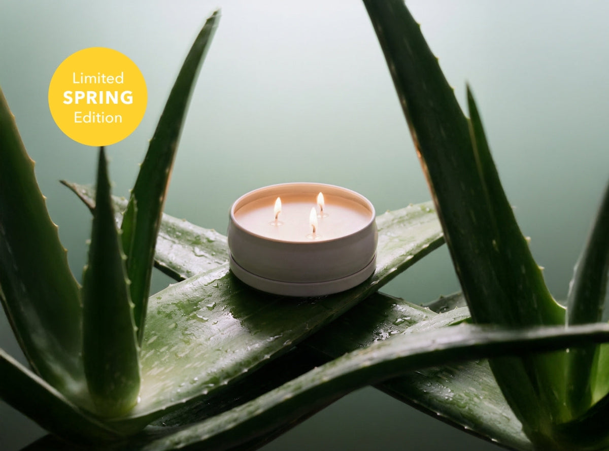 Cucumber Aloe 3-Wick Candle by Grow Fragrance
